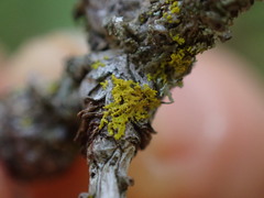 Polycauliona candelaria