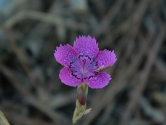 Dianthus chinensis