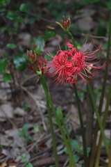 Lycoris radiata