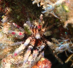 Eucidaris tribuloides