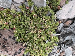 Penstemon davidsonii