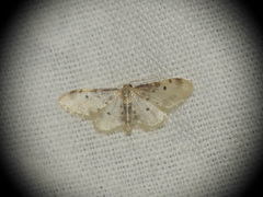 Idaea filicata