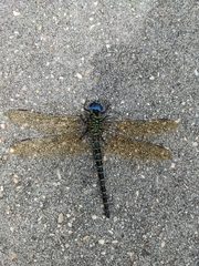 Coryphaeschna ingens