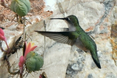 Archilochus