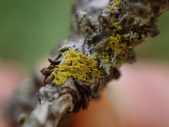 Polycauliona candelaria
