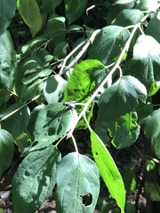 Rhamnus