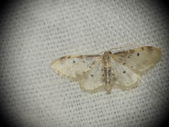 Idaea filicata