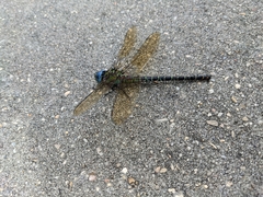 Coryphaeschna ingens