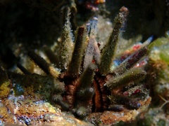 Eucidaris tribuloides