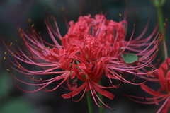Lycoris radiata