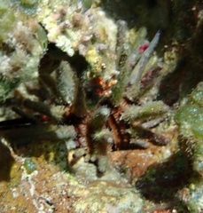 Eucidaris tribuloides