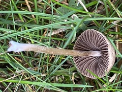 Panaeolus foenisecii