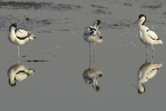 Recurvirostra avosetta