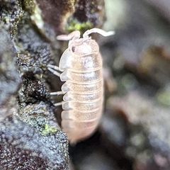 Holoverticata