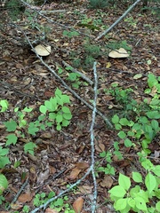 Tricholoma caligatum