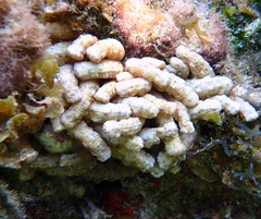 Synapta