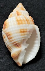 Cancellaria reticulata