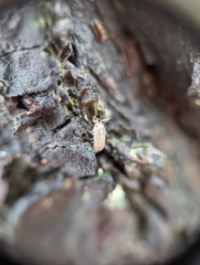 Holoverticata
