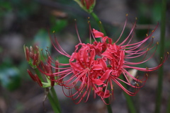 Lycoris radiata
