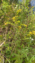 Solidago nemoralis
