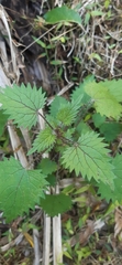 Urtica sykesii
