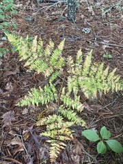 Pteridium aquilinum latiusculum
