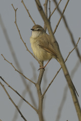 Prinia subflava affinis