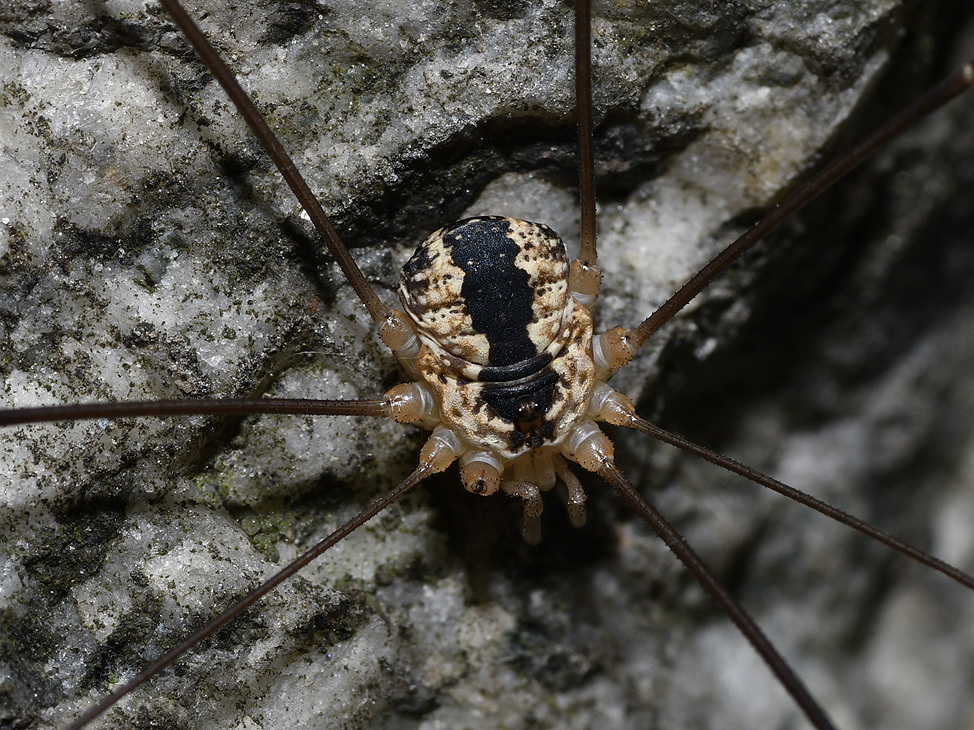 Leiobunum religiosum