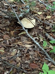 Tricholoma caligatum