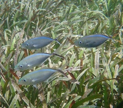 Caranx ruber