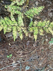 Pteridium aquilinum latiusculum