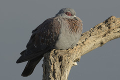 Columba guinea phaeonota