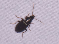 Agonum punctiforme