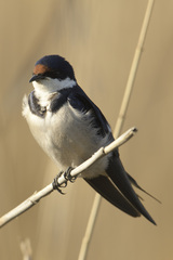 Hirundo albigularis