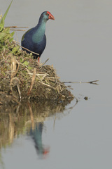 Porphyrio madagascariensis