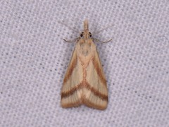 Microtheoris vibicalis