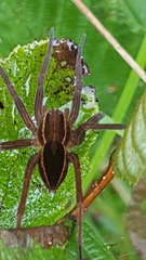 Dolomedes striatus