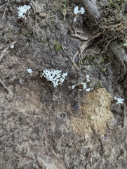 Sebacina schweinitzii