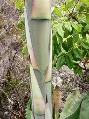 Agave seemanniana