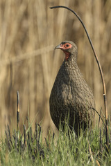 Pternistis swainsonii swainsonii