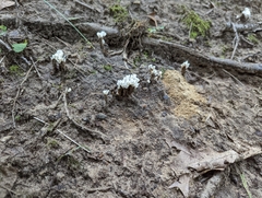 Sebacina schweinitzii