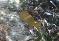 Haemulon flavolineatum