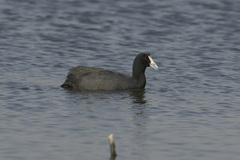 Fulica cristata