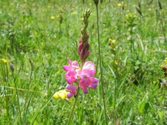 Onobrychis viciifolia