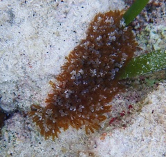 Lebrunia neglecta