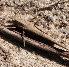 Dissosteira carolina