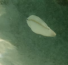 Halichoeres scapularis