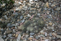 Mammillaria decipiens