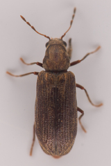 Anobiinae