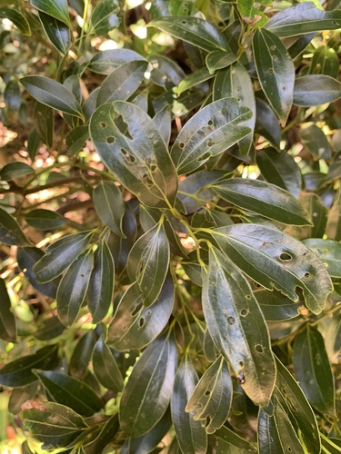 Cinnamomum pseudopedunculatum iNat (1)